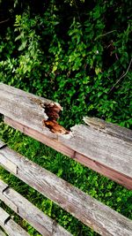 Bee on wood