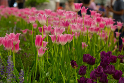 Close-up of pink flowers