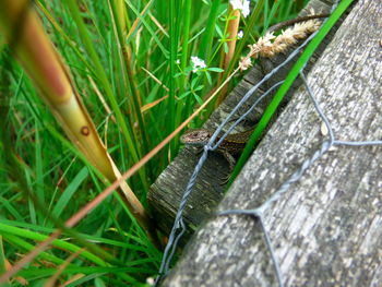 Close-up of plant