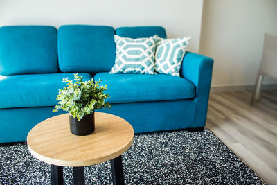 Potted plant on table at home