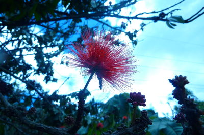 Low angle view of flower trees against sky