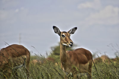 Portrait of deer