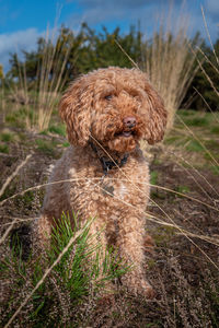 Dog looking away on field