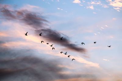 Low angle view of silhouette birds flying in sky at sunset