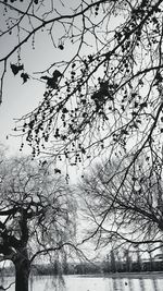 Low angle view of bare trees against sky