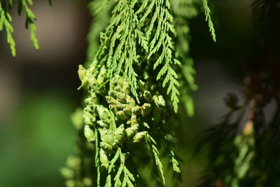 Close-up of pine tree