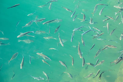 Full frame shot of fishes swimming in sea