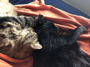 High angle view of cat sleeping on bed