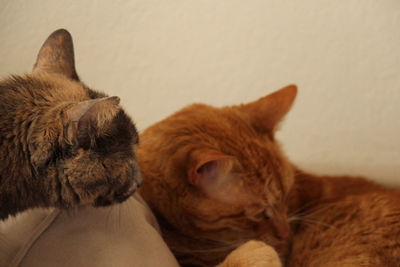 Close-up of cat resting at home