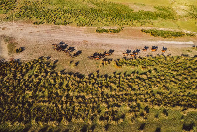 View of sheep on field