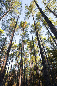 Low angle view of bamboo trees