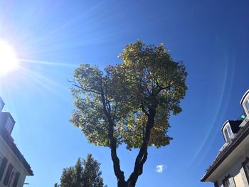 Low angle view of trees against clear blue sky