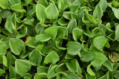 Full frame shot of plants