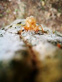 Close-up of crab on rock