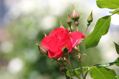 Close-up of red rose on plant