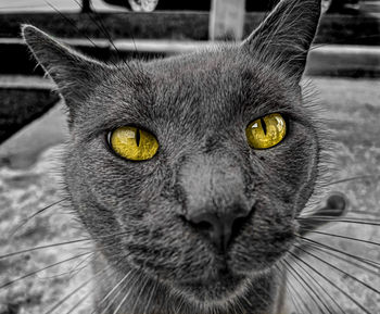 Close-up portrait of a cat