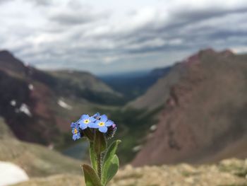 Close-up of flowers blooming against sky