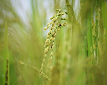 Close-up of crops on field