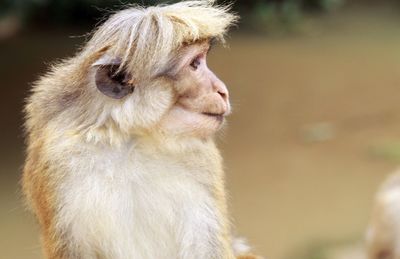 Close-up of a monkey looking away