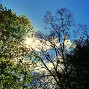 Low angle view of trees against sky