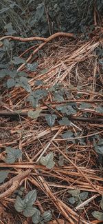 High angle view of dried plant on field