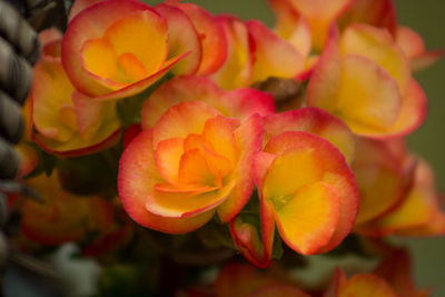 Close-up of yellow flowers blooming outdoors