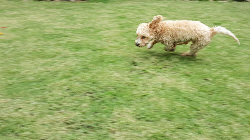 Blurred motion of dog running on field