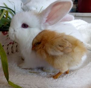 Close-up of a young birds