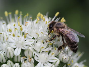 Close-up of bee pollinating on purple flower
