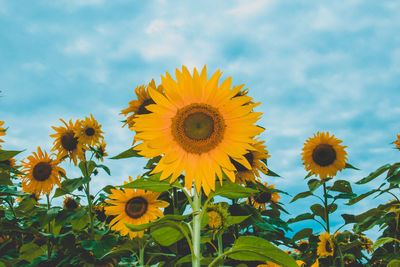 Close-up of yellow sunflower against sky