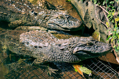 High angle view of crocodiles in zoo