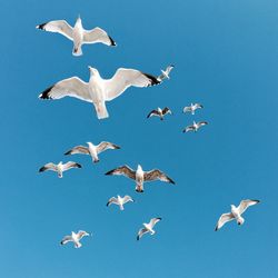 Birds flying against clear sky