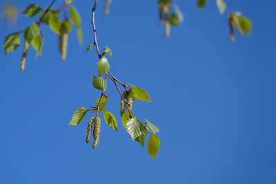 Low angle view of tree against clear blue sky