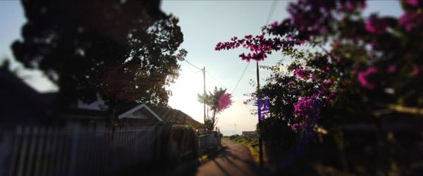 Flowering plants and trees by building against sky