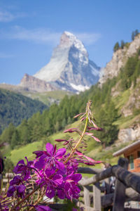 Close-up of pink flowering plants against mountains