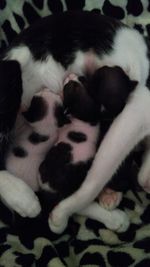 Close-up of puppy sleeping on bed