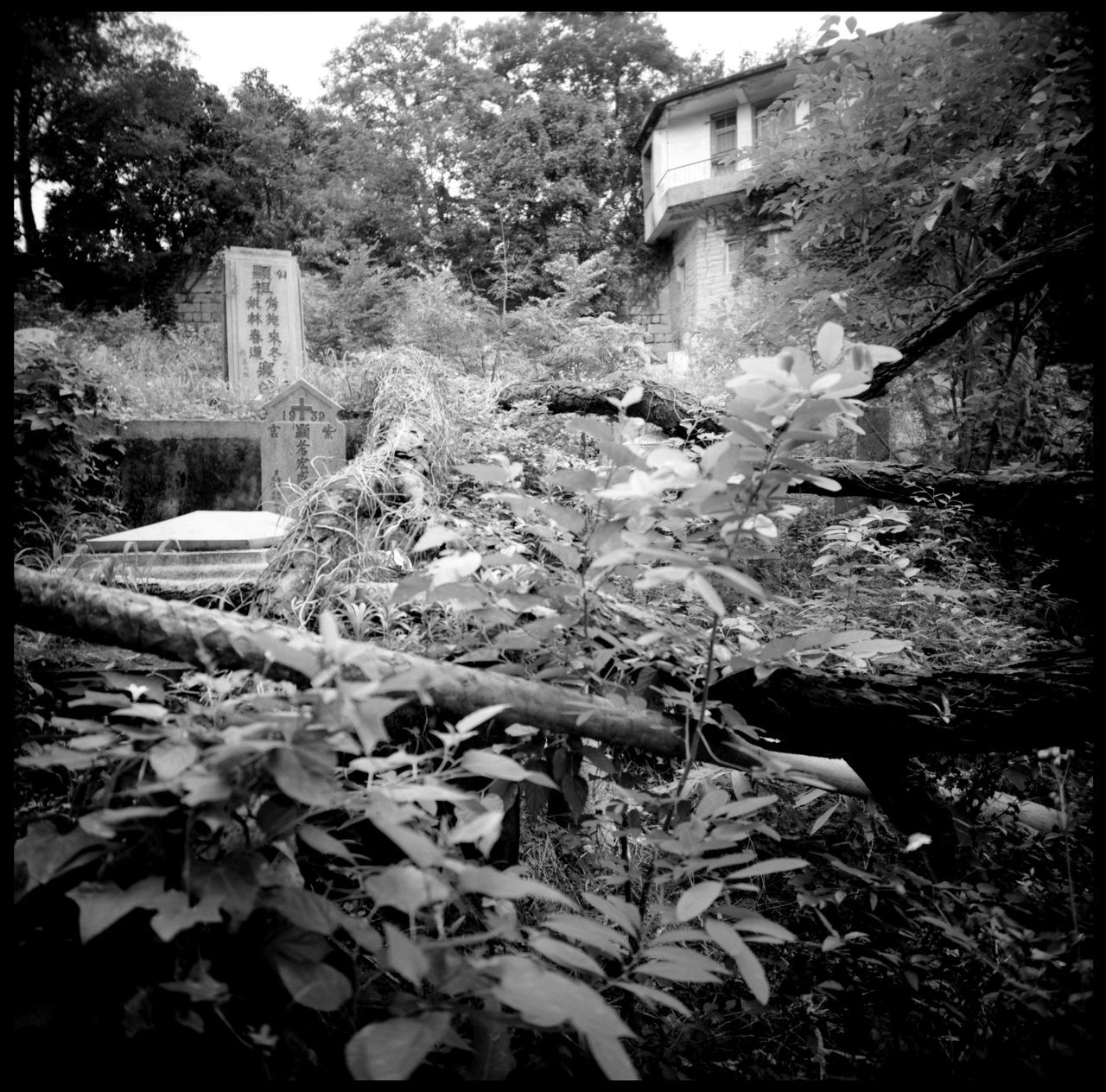 the abandoned catholic cemetery of gulang yu Abandoned Cemetery Abandoned Places Analogue Photography ASIA Black And White Catholic Catholic Cemetery Catholic In China Cemetery China Christians In China Death Graves Graveyard Gulang Yu Island Lomography Medium Format Outdoors Philosophy Tomb Travel Wild Graveyard Xiamen Xiamen China