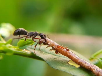 Close-up of insect on plant