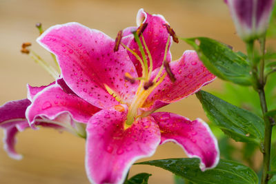 Close-up of pink flowering plant