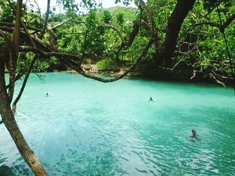 water, tree, waterfront, swimming, green color, nature, beauty in nature, nautical vessel, tranquility, men, leisure activity, tranquil scene, vacations, scenics, lifestyles, growth, boat, day, travel