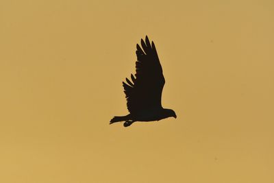 Low angle view of a bird flying