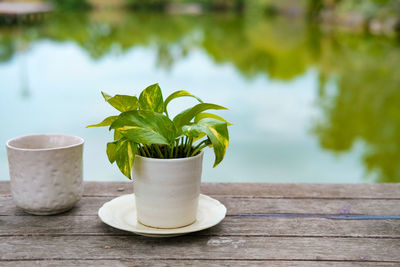 Close-up of potted plant on table