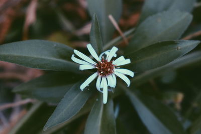 Close-up of flowering plant