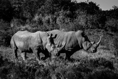 Side view of rhinoceros walking on grassy field