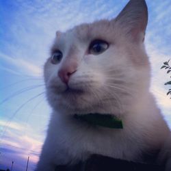 Close-up of cat looking away against sky during sunset
