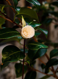 Close-up of white rose on plant