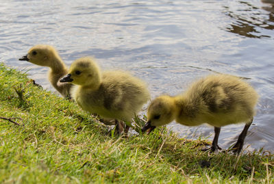 Ducklings by lake