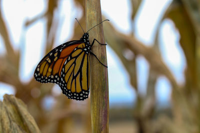 Close-up of butterfly