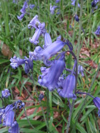 Close-up of purple flowers blooming outdoors