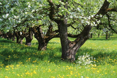 Scenic view of flowering trees on field